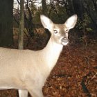 AR09-Nice Doe.jpg